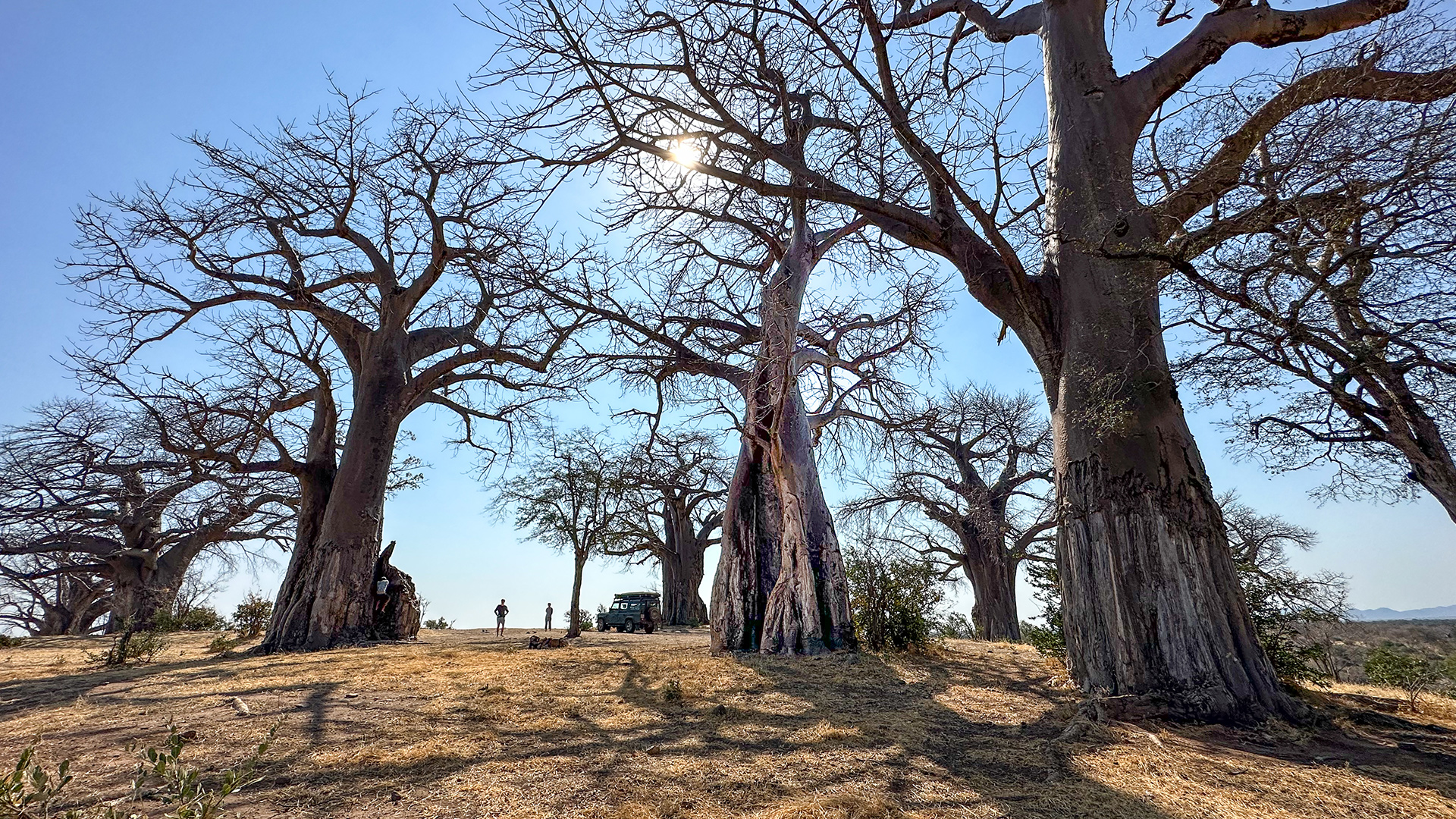 baobab livingstone